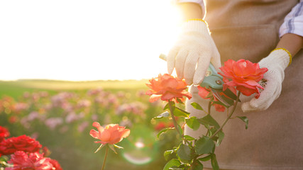 Woman pruning rose bush outdoors, closeup. Gardening tool