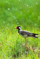 Red-wattled Lapwing enjoy bathing in the rain.