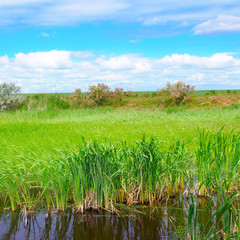 Obraz premium Wet lake with aquatic vegetation and sky.