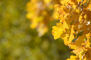 Obraz premium Beautiful colorful leaves in autumn forest. Red, orange, yellow, green and brown autumn leaves. Oak foliage. Seasonal background.
