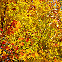 Yellow autumn leaves against the blue sky