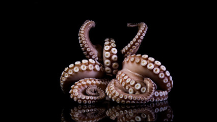 Octopus Seafood fish animal tentacle