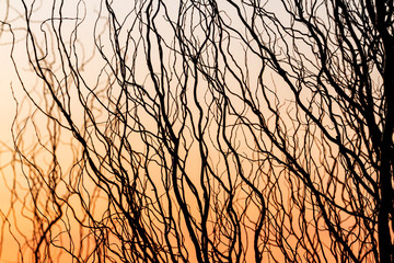 silhouette of crooked wave branches at dusk