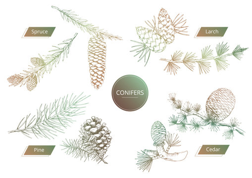 Vector illustration of conifers features and differences: cones, branches, needle leaves. Illustrated in outline vintage style.