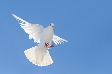 Plakat white dove flapping wings flying against a blue sky