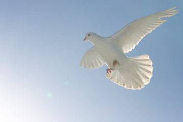 white dove flies in soft warm light