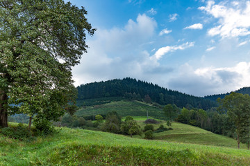 Fototapeta na wymiar Black Forest panorama Scenery