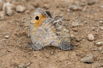 butterfly on a stone