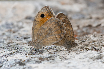 butterfly on the grass
