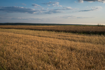 landscape with fields and hills during summer