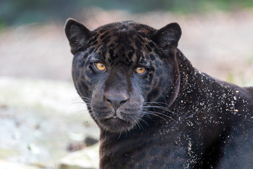 A young black jaguar portrait