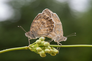 butterfly on leaf