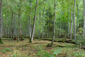 Autumnal deciduous stand with european hornbeam
