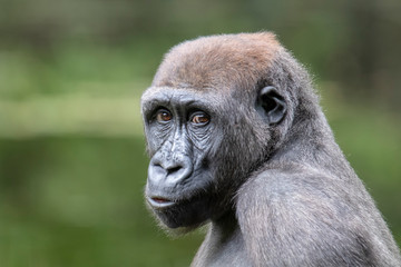 A young gorilla portrait in natural habitat
