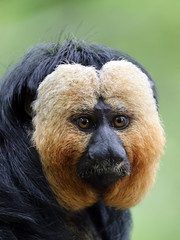 Close up view of white faced monkey