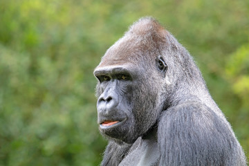 Obraz premium Silverback gorilla portrait in natural habitat