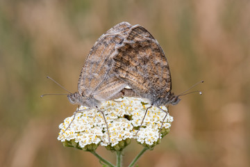 butterfly on leaf
