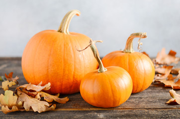 Autumn background with pumpkins on a rustic wooden table.