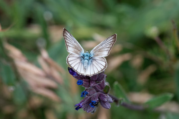 Fototapeta premium butterfly on flower