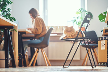 Adorable persian cat is chilling on the chair while his mistress is working at the desc.