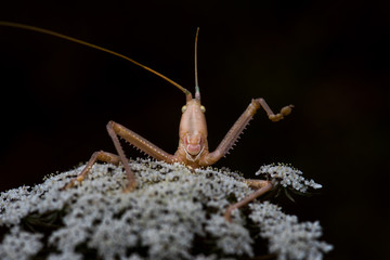 praying mantis on a white background