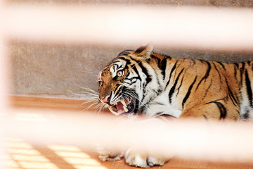  beautiful growling tiger behind bars in captivity