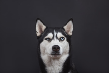 Funny bi-eyed husky dog is looking suspiciously in studio on the black background, concept of dog emotions