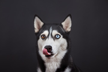 Funny bi-eyed husky dog is liking his nose in studio on the black background, concept of dog emotions