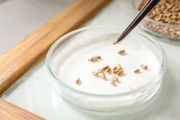 Sorting wheat grains on glass tray in laboratory