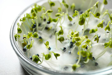 Germination and energy analysis of rape seeds in Petri dish on table, closeup. Laboratory research