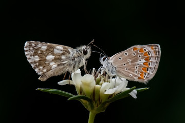 butterfly on flower