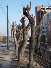 Mutilated trees in the city. Environmental violations.