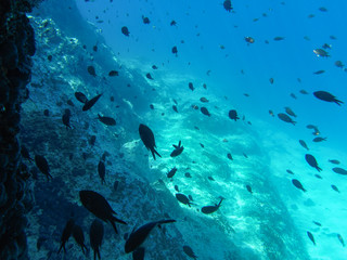 Fototapeta premium UNDERWATER sea level photo. Small fishes in marine life of the Aponissos beach, Agistri island, Saronic Gulf, Attica, Greece.