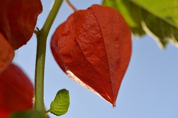 physalis alkekengi franchetii, chines lantern plant