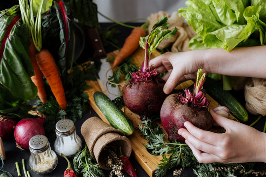 The Child Is Holding Two Beets From His Garden