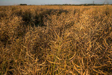 mature canola in the field