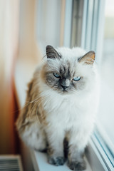 Beautiful grey cat sitting on windowsill and looking to a window