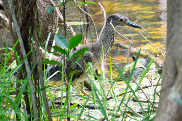 Juvenile Yellow-crowned Night-Heron (Nyctanassa violacea) standing in wetlands at Indian Riverside Park, Jensen Beach, Florida