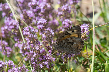 butterfly on flower