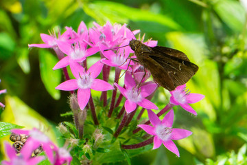 Clouded Skipper (Lerema accius) feeding on pink Egyptian Star-Cluster (Pentas lanceolata) flowers, Stuart, Martin County, Florida, USA