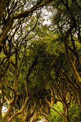 Breathtaking landscapes of Ireland, the emerald island. rough coastviews, colorful landscapes, thousand shapes of green.