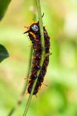 Polydamas Swallowtail (Battus polydamas) Butterfly caterpillar on pipevine stem as seen from underneath at Indian Riverside Park, Jensen Beach, Martin County, Florida, USA