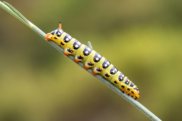 caterpillar on leaf