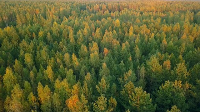 Early autumn in forest aerial top view. Mixed forest, green conifers, deciduous trees with yellow leaves. Fall colors countryside woodland. Drone flies above colorful texture in nature