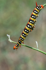 caterpillar on leaf