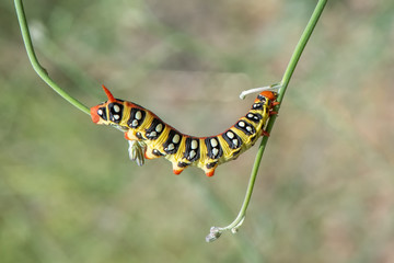 butterfly on leaf