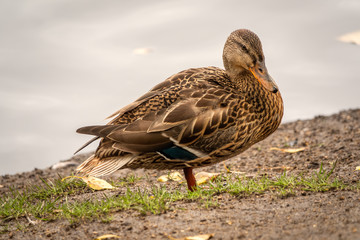 A duck stands on its paws on the shore of a pond.