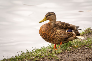 A duck stands on its paws on the shore of a pond.