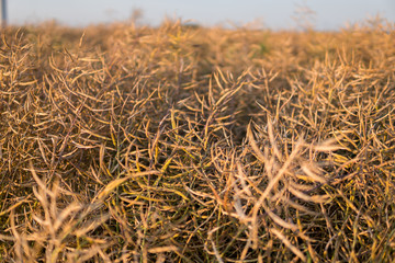 mature canola in the field