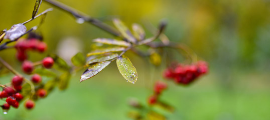 bright red Rowan berries on a branch in the rain